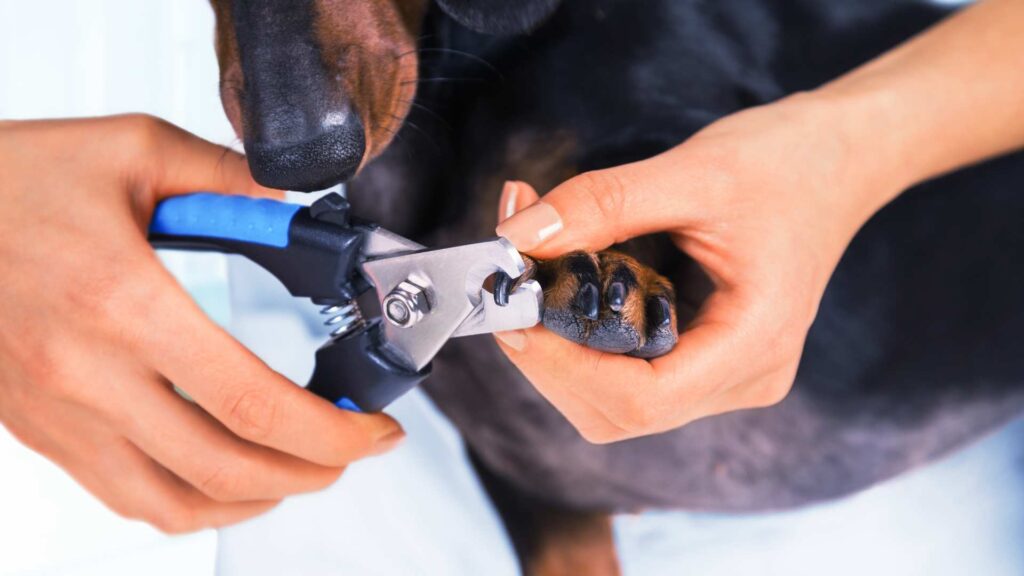 cómo cortarle las uñas a un perro