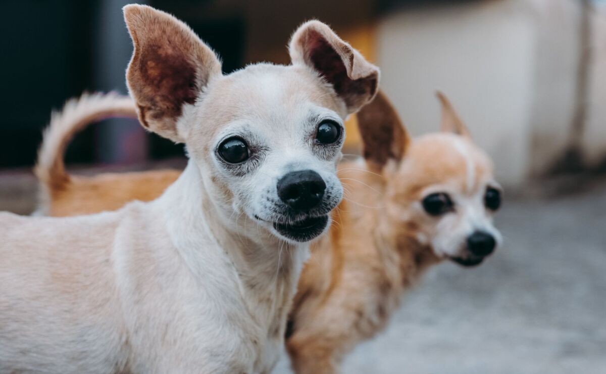 cuantos años viven los perros chihuahua