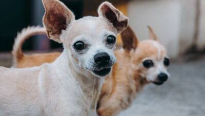 cuanto vive un perro chihuahua