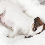 síntomas de una perra antes de parir