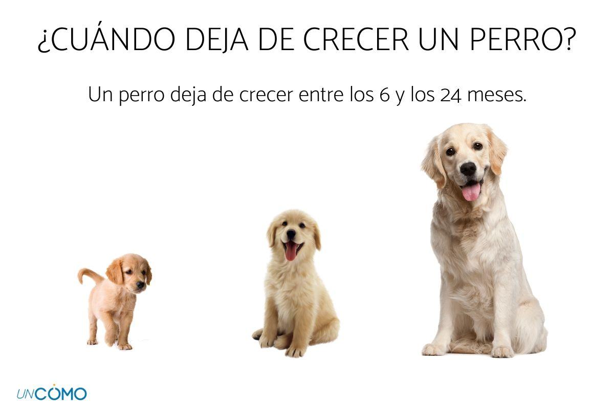 hasta qué edad crecen los perros