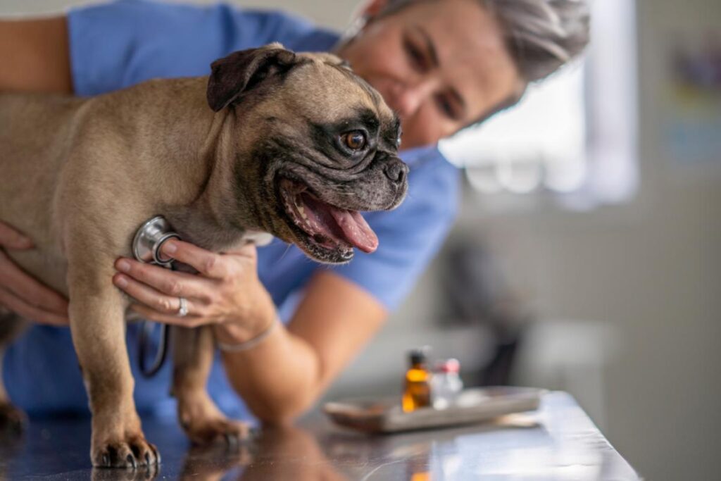 porque mi perro respira rápido