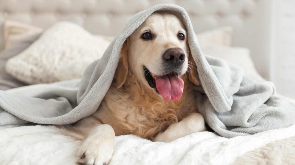 porque mi perro tiembla
