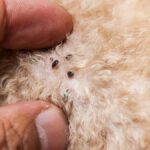 por que mi perro tiene pulgas si no sale de casa