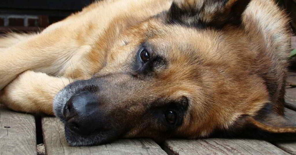 puede morir un perro por convulsiones