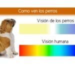 De qué color ven los perros