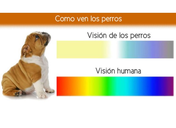 De qué color ven los perros