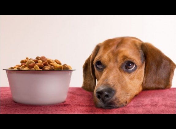 Porque mi perro no quiere comer