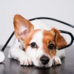 a los cuantos meses se puede esterilizar un perro