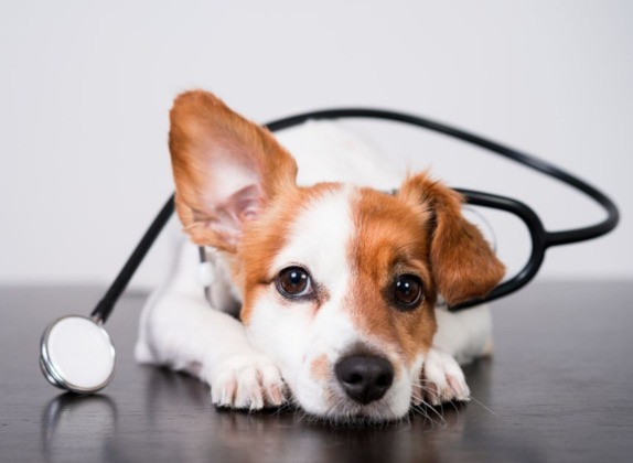 a los cuantos meses se puede esterilizar un perro