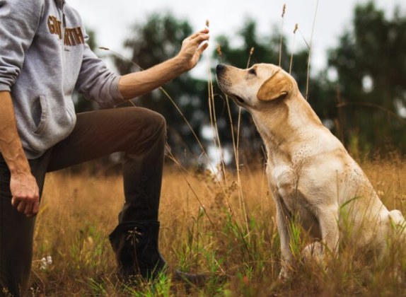 cómo educar a un perro