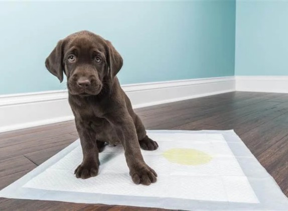 como enseñar a un perro a ir al baño