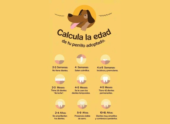 como saber la edad de un perro