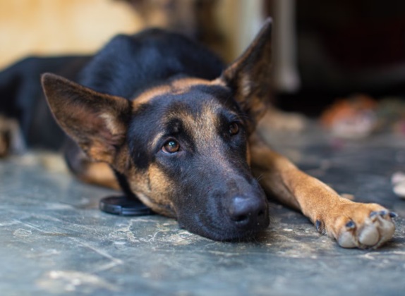 como saber si mi perro tiene parasitos