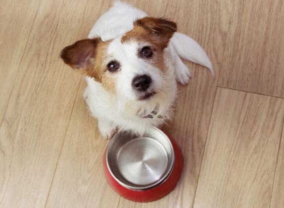 cuántas veces al día come un perro