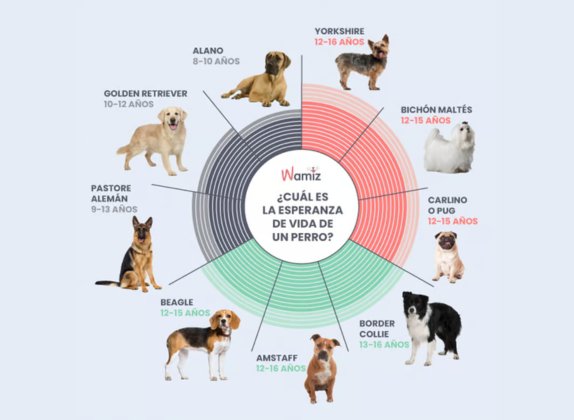 cuantos años viven los perros
