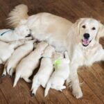 cuantos meses dura el embarazo de un perro​