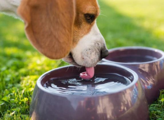 mi perro no come solo toma agua y está decaído