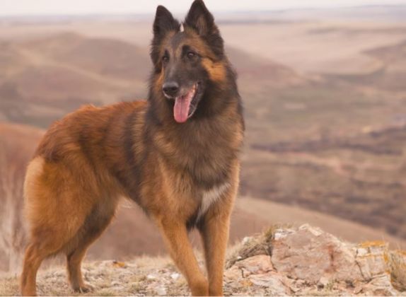 nombres de perros pastor belga