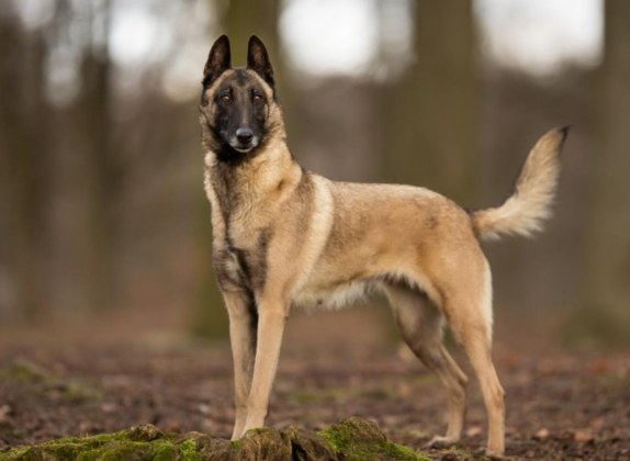 nombres para perros pastor belga