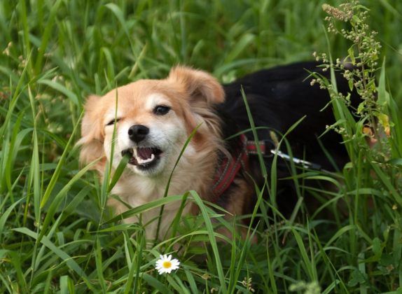 para qué sirve la hierba del perro