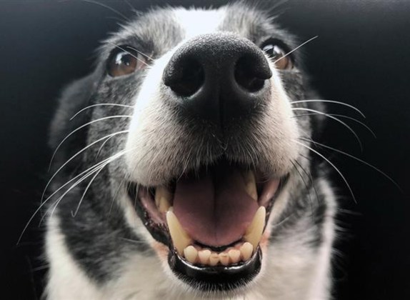para que sirven los bigotes de los perros