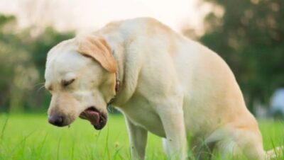 porque mi perro tose mucho como si tuviera algo atorado