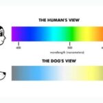 qué colores pueden ver los perros