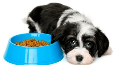 qué hacer si mi perro no quiere comer