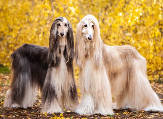 razas de perros con pelo largo