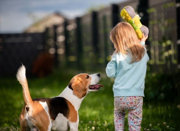 razas de perros medianos para niños