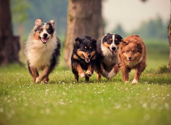 razas de perros peludos medianos